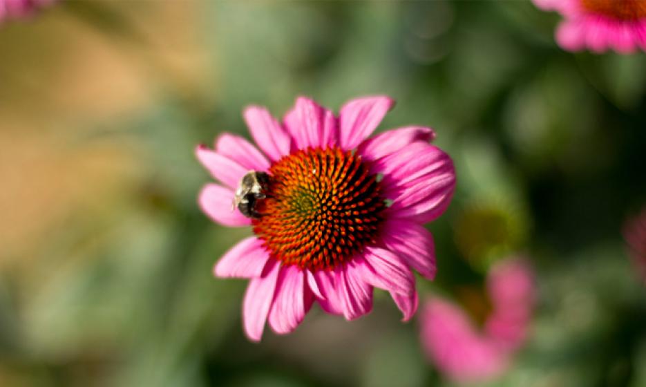 McDonald Garden Center Photo