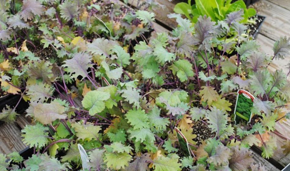 McDonald Garden Center Photo