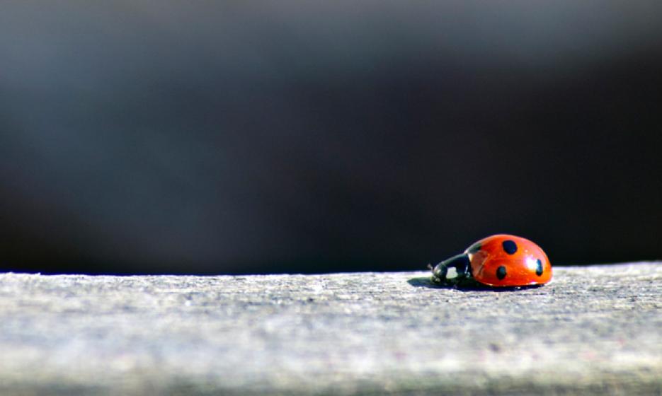 McDonald Garden Center Photo