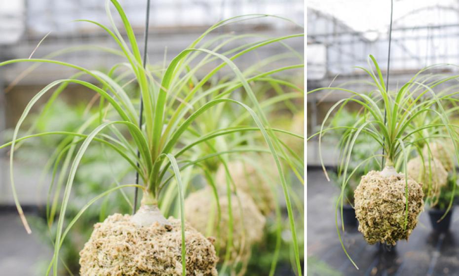 McDonald Garden Center Photo