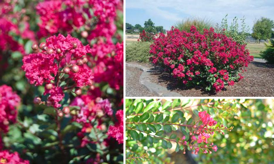 McDonald Garden Center Photo