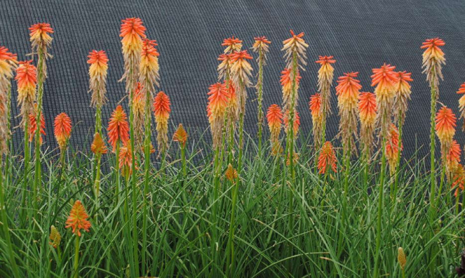 McDonald Garden Center Photo