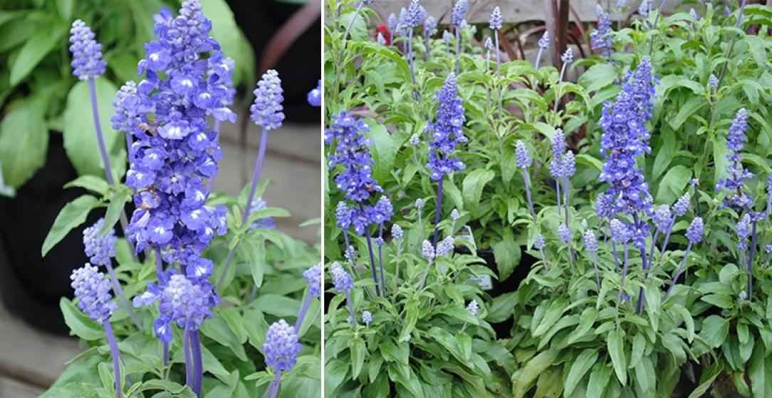 McDonald Garden Center Photo