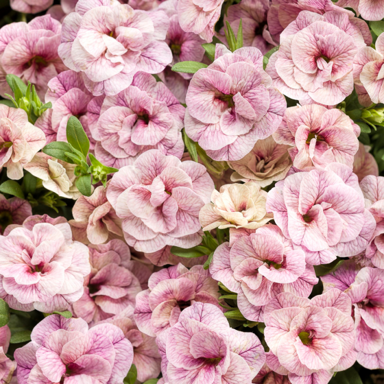 Annuals, McDonald Garden Center