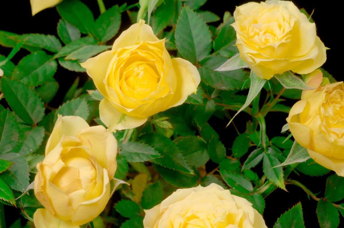 Sunsprite Roses