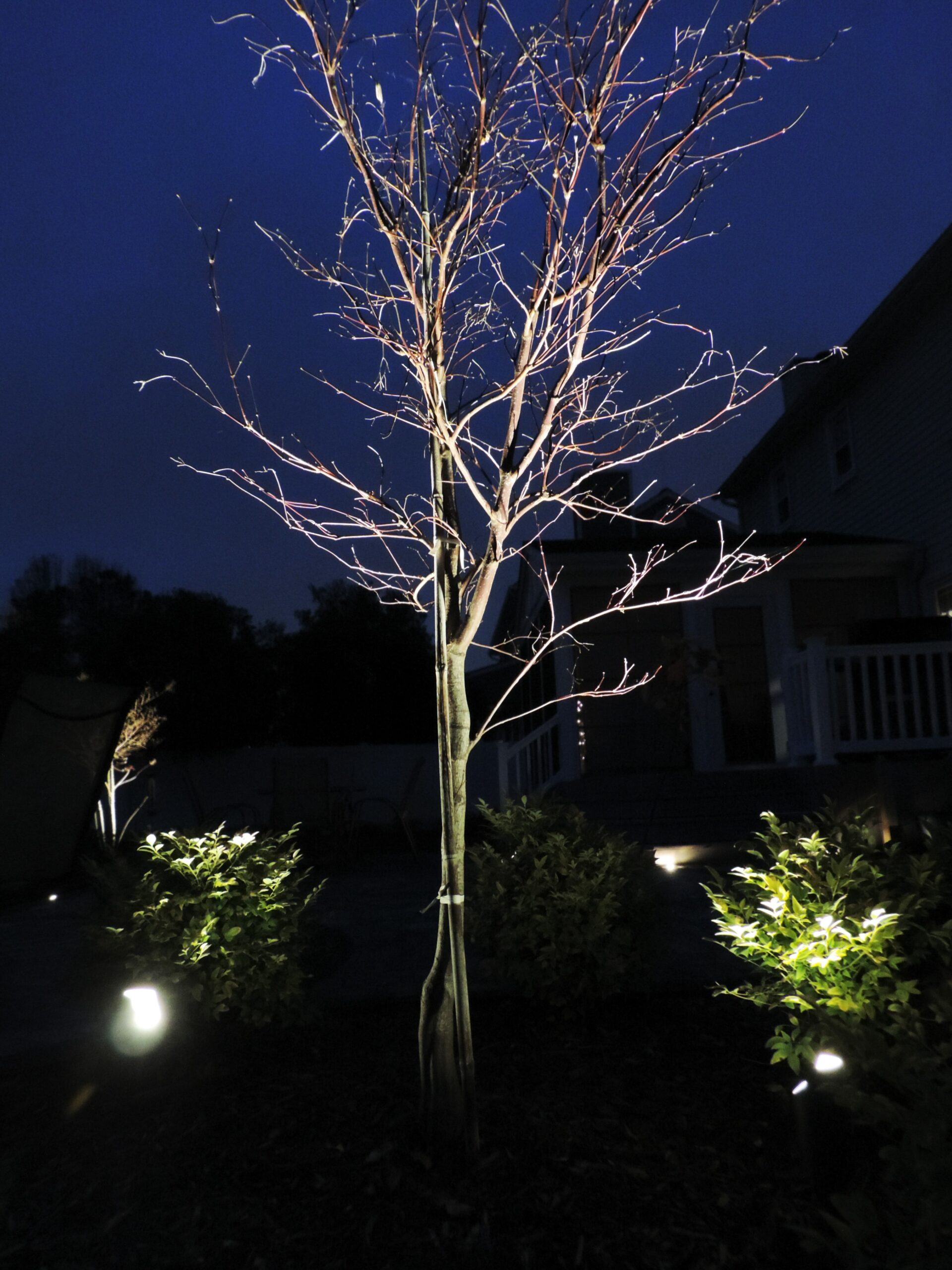Uplit tree