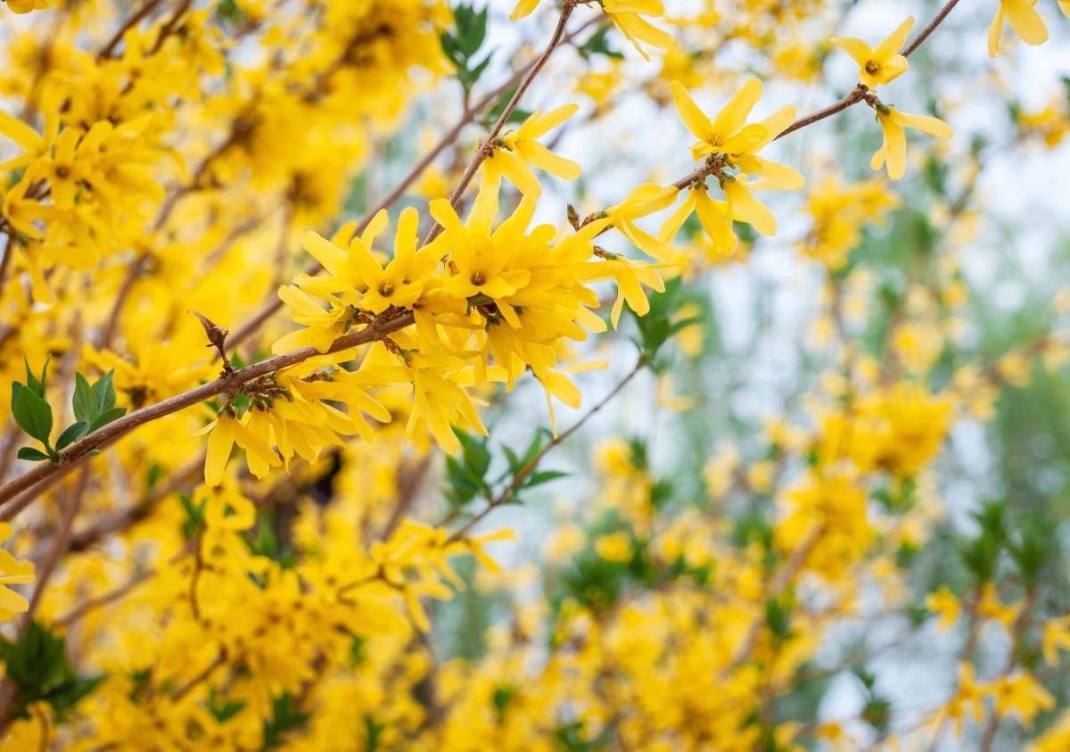 Forsythia