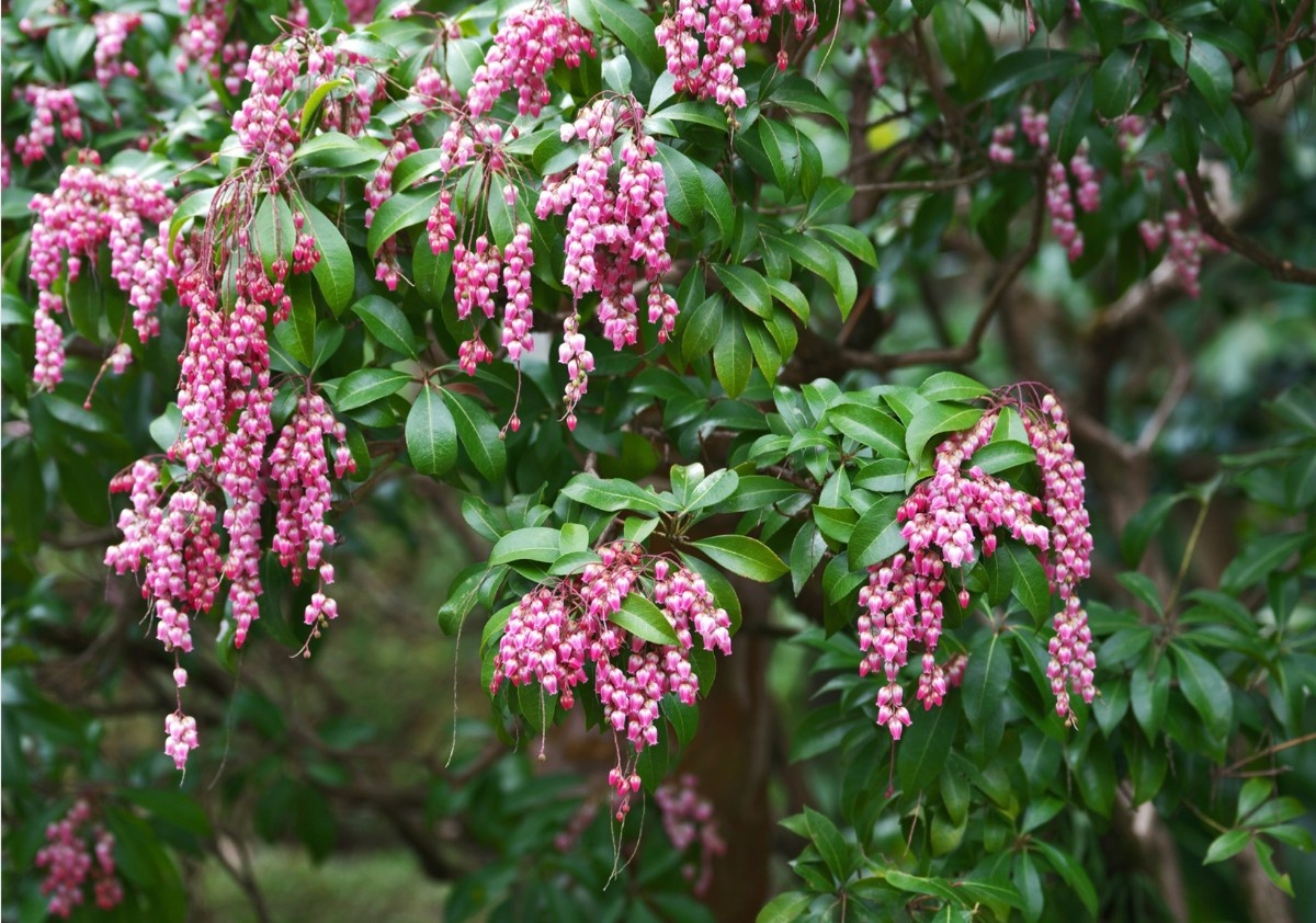 Pieris