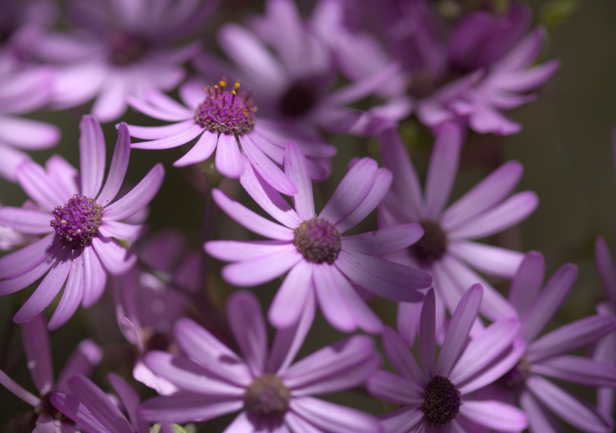 Pericallis