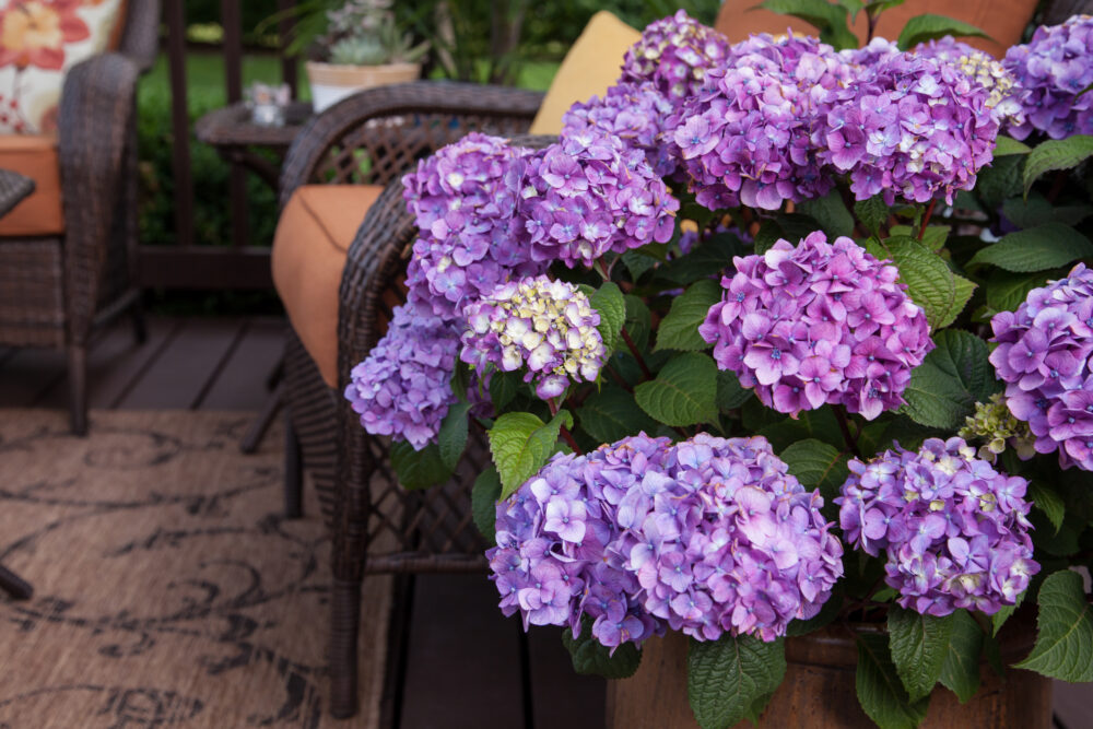 Hydrangea Endless Summer