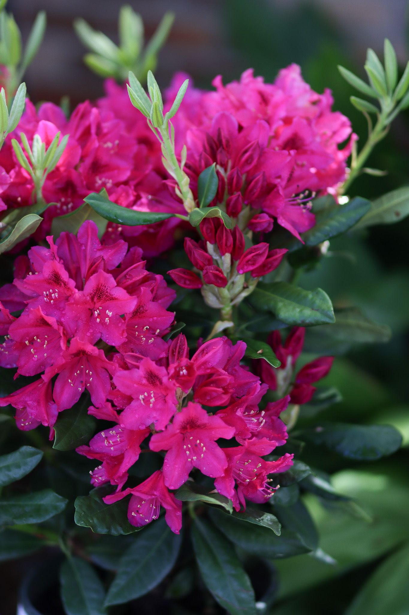Reblooming Encore Azaleas