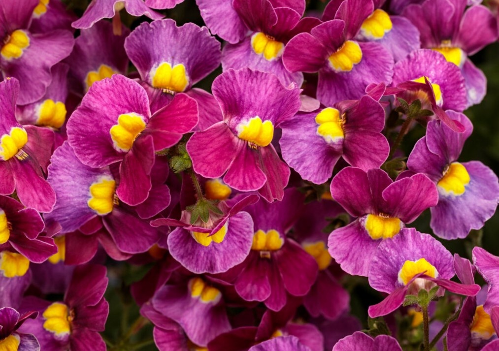 Nemesia