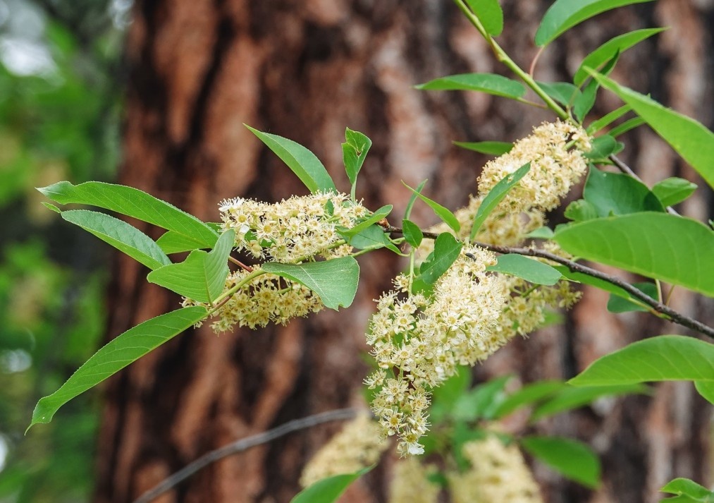 Clethra Summersweet Clethra alnifolia