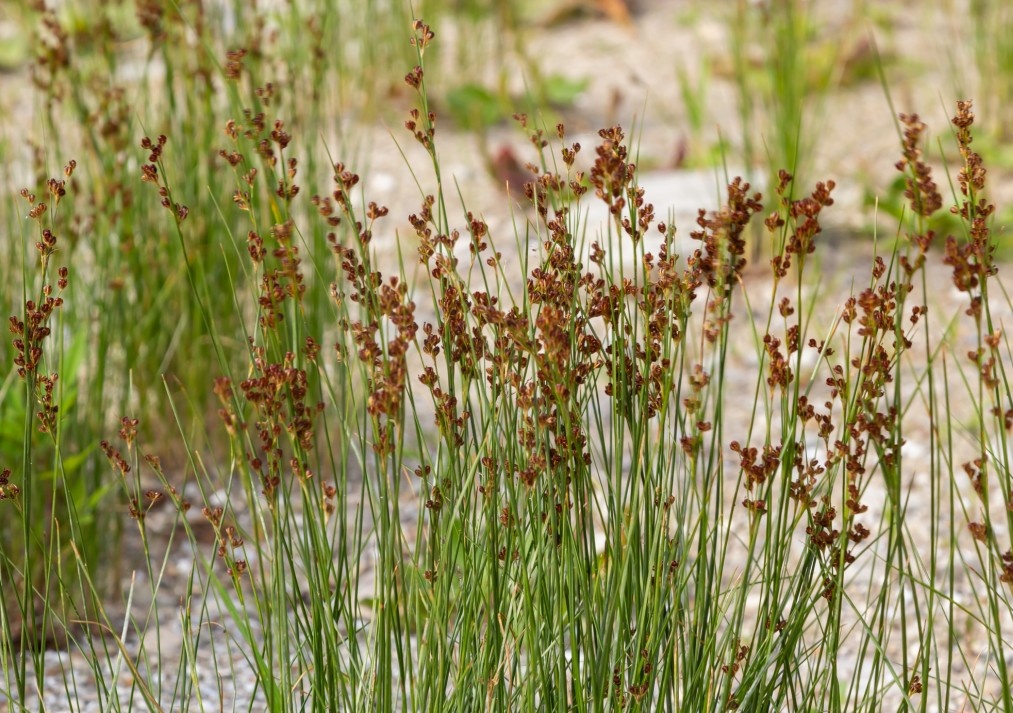 Common Rush Juncus effusus