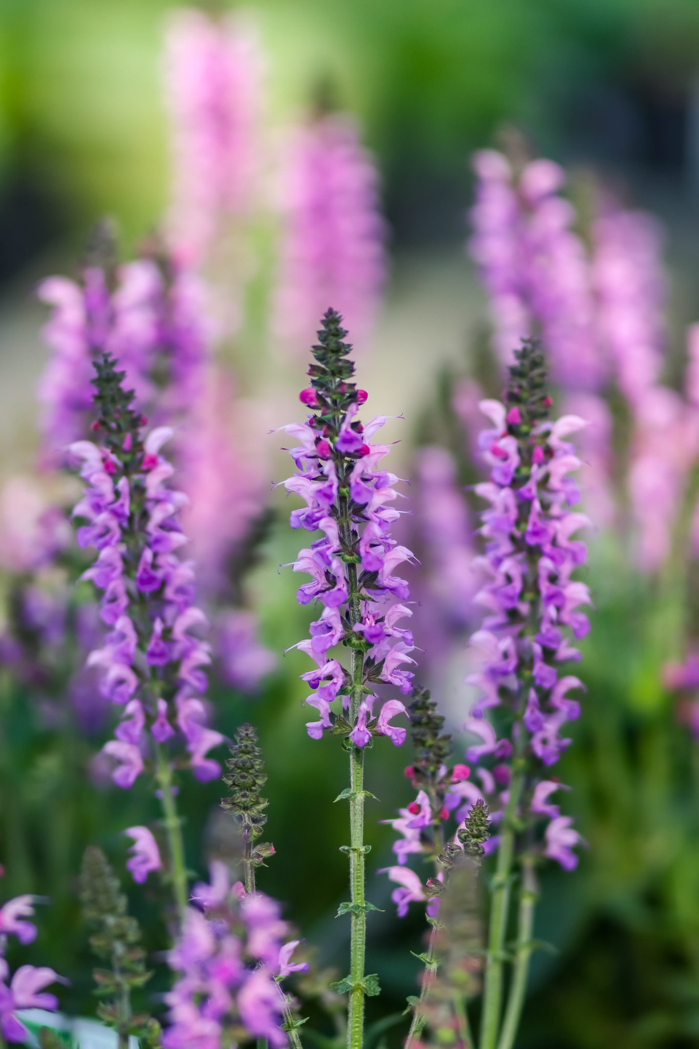 Salvia – Tall, Bold, and Buzz-Worthy