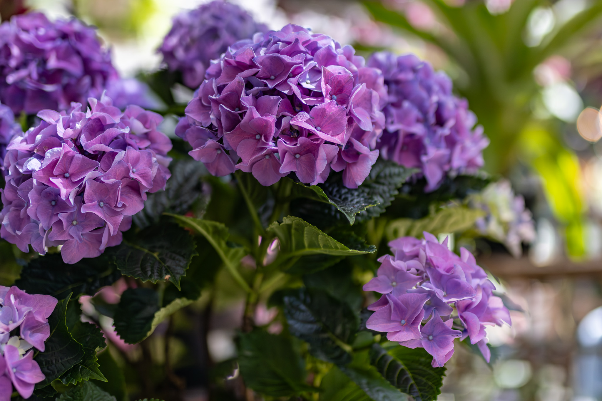 Hydrangeas - Big Blooms, Big Impact