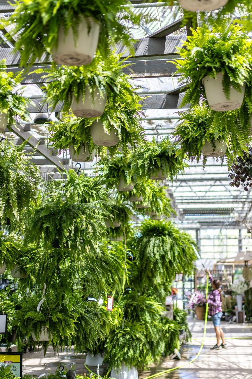 Houseplants for Her Indoor Oasis