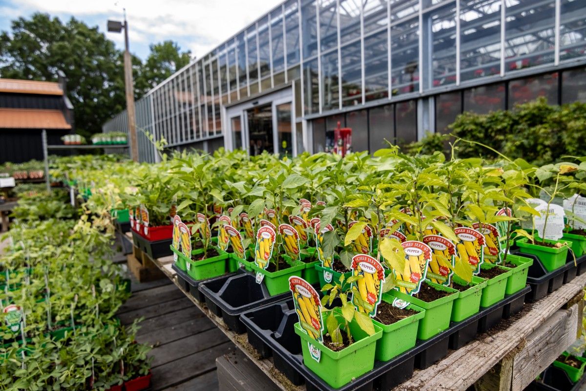 Start Small, Dream Big