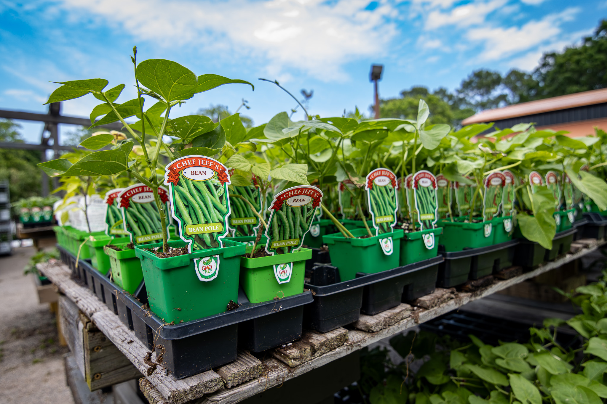 Choose Your Starter Veggies