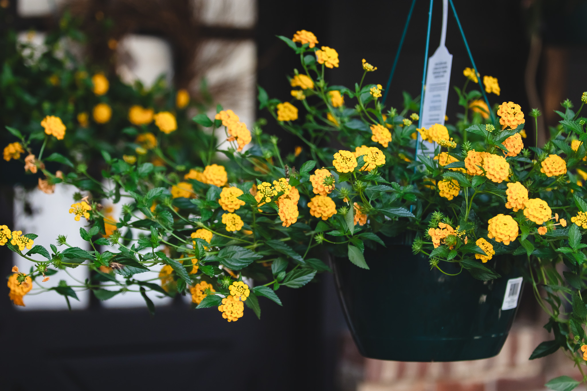 Lantana – Bright, Bold, and Butterfly-Approved