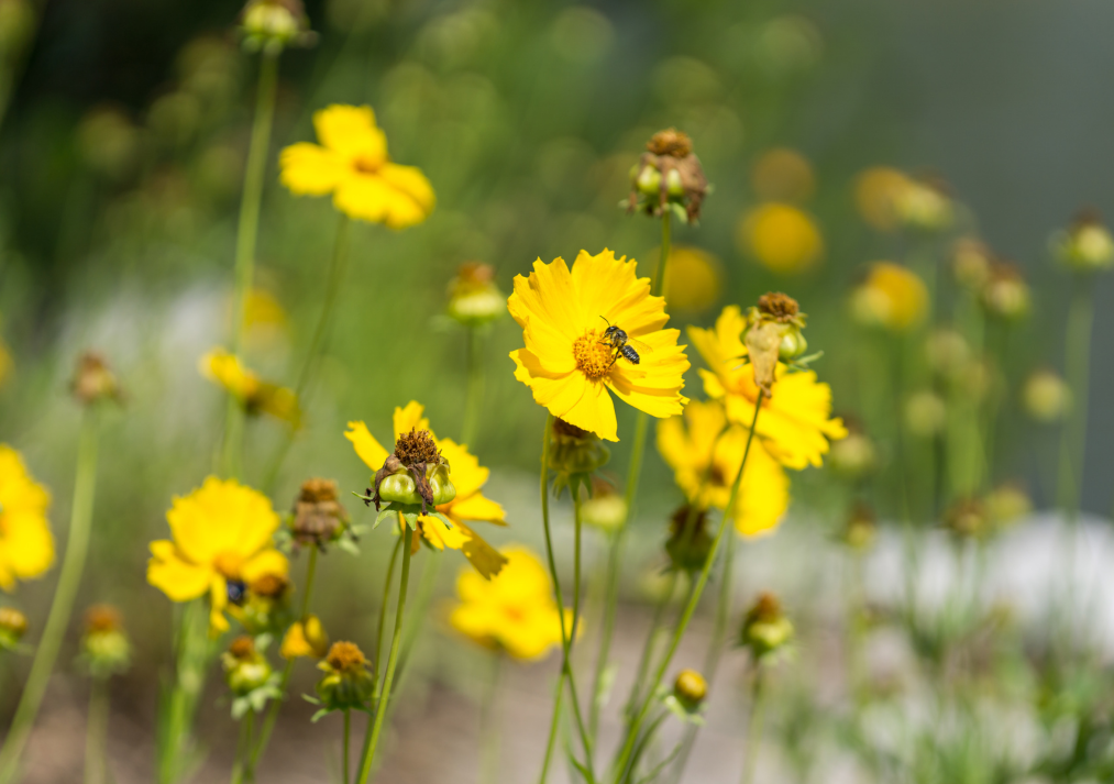 Coreopsis – Bright and Breezy