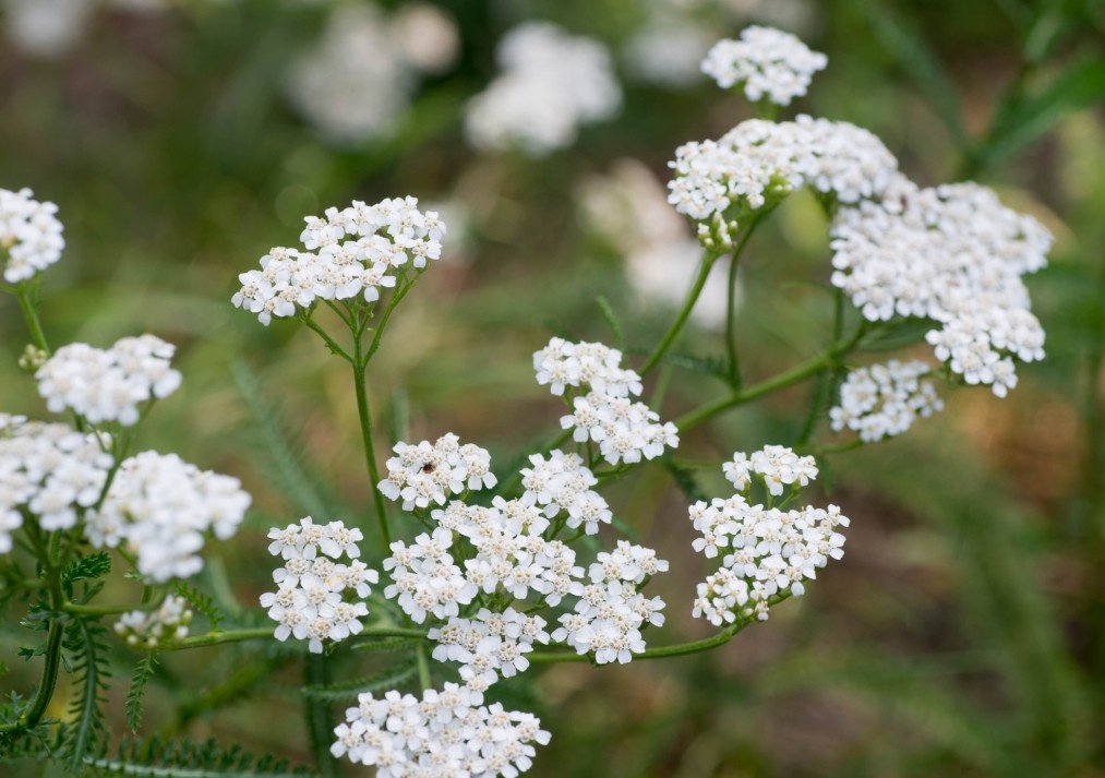 Yarrow (Achillea) – A Wildflower Classic