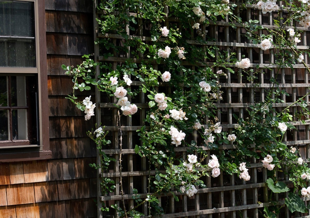 Plants might need extra support: