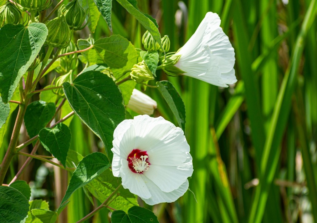 Swamp or eastern Rose-mallow Hibiscus moscheutos