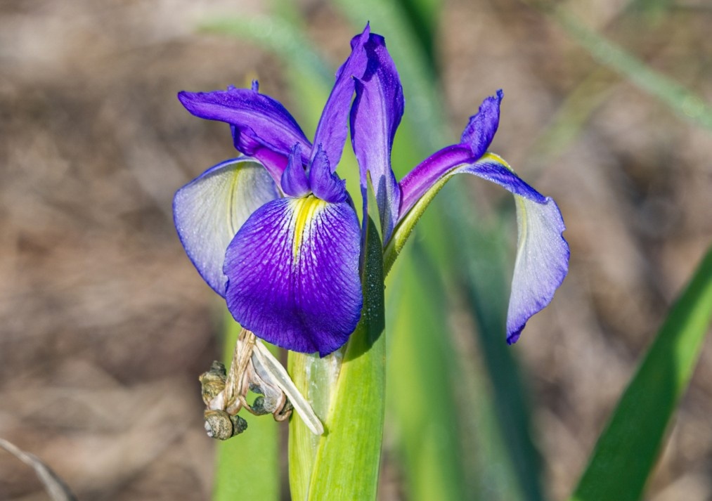 Virginia Blue Flag Iris virginica