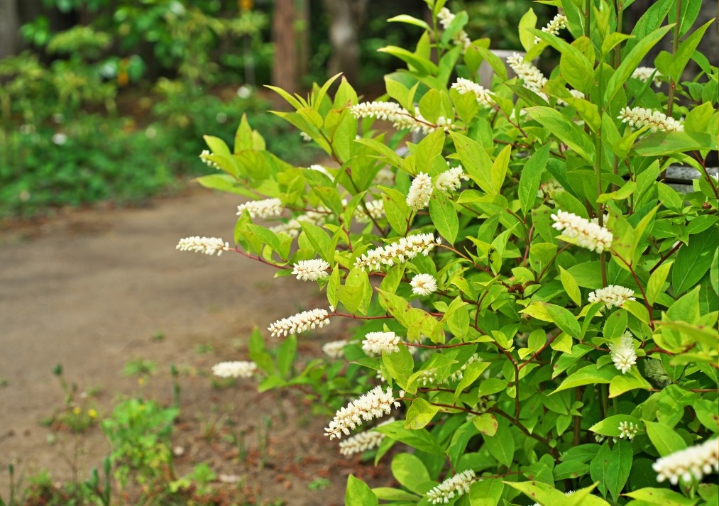 Virginia Sweetspire Itea virginica
