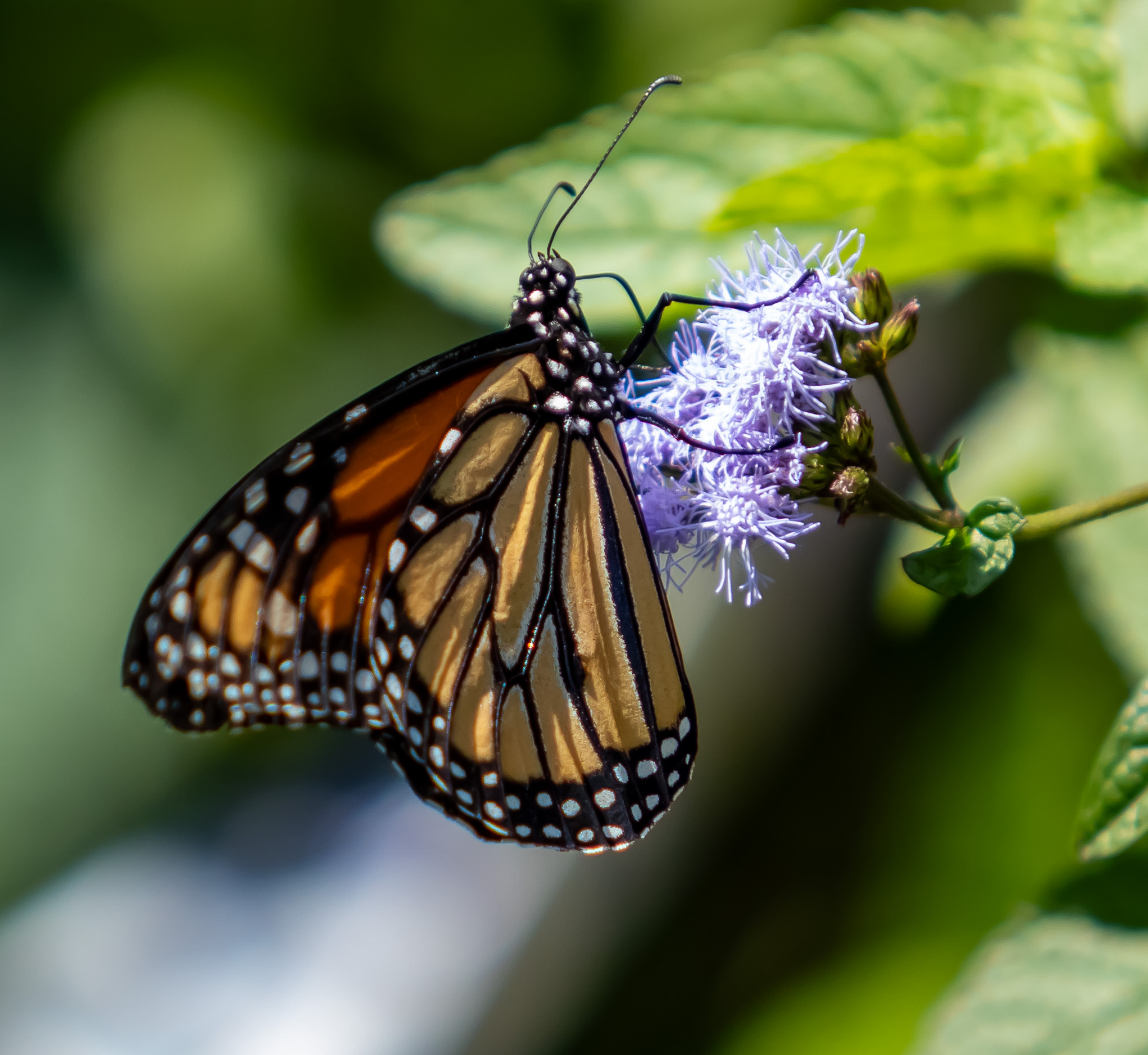 Monarch Butterfly