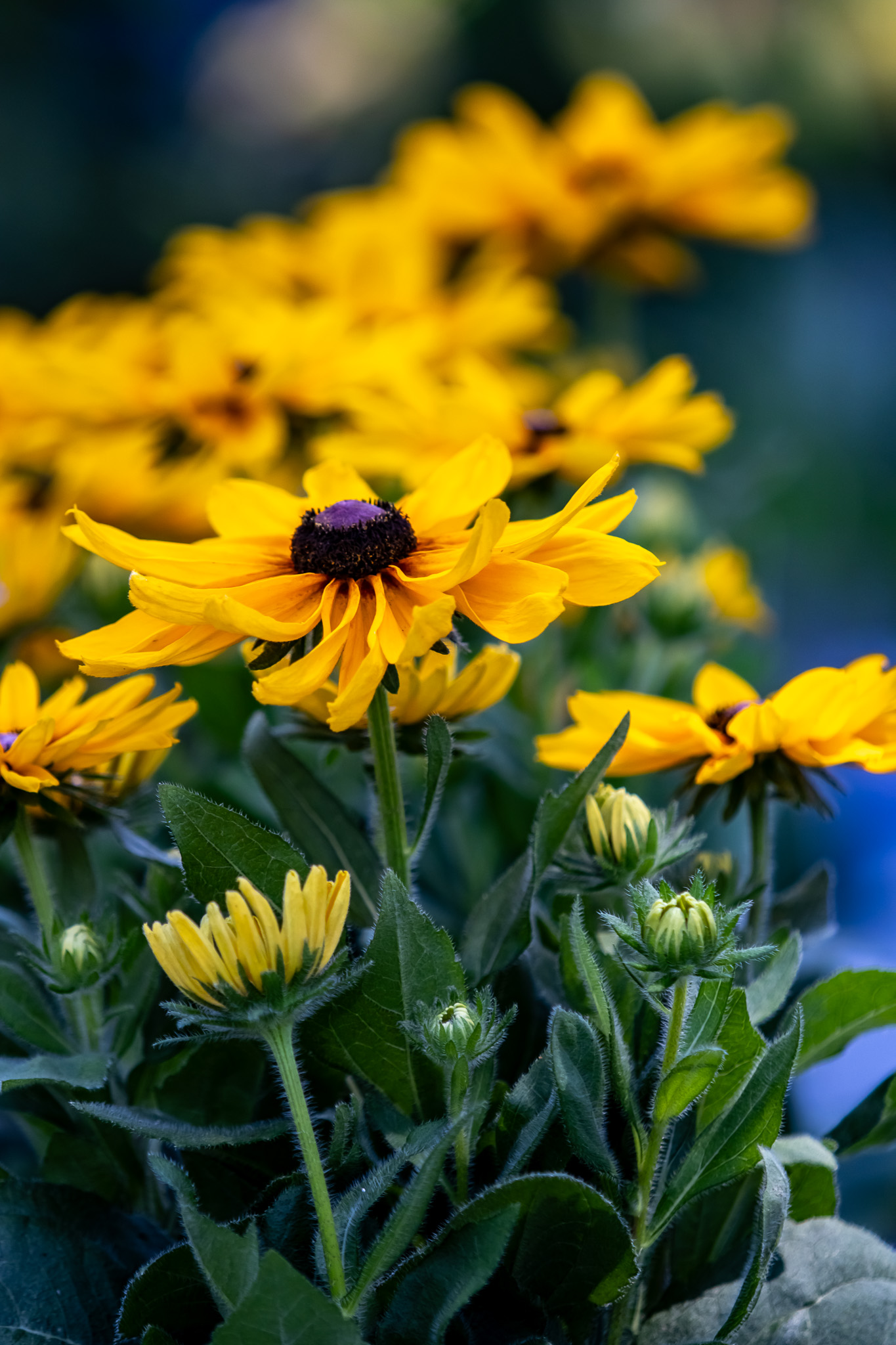 Black-eyed Susan