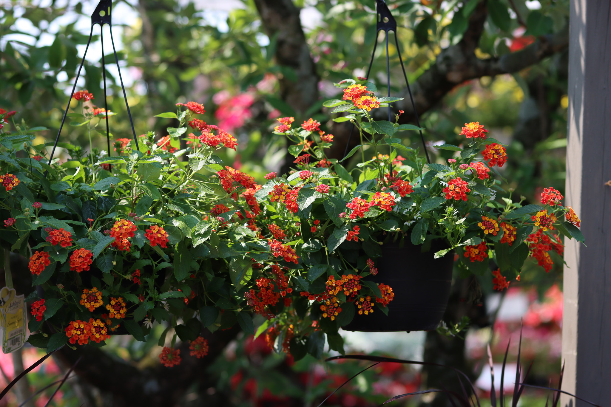 Hanging Baskets