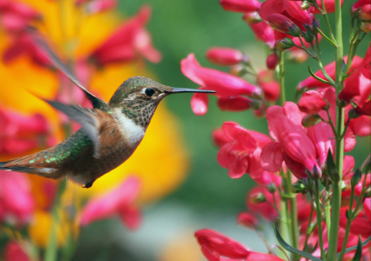 Hummingbird
