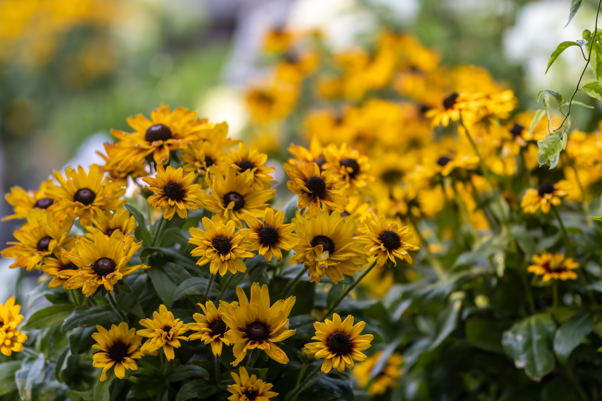 Black-eyed susan