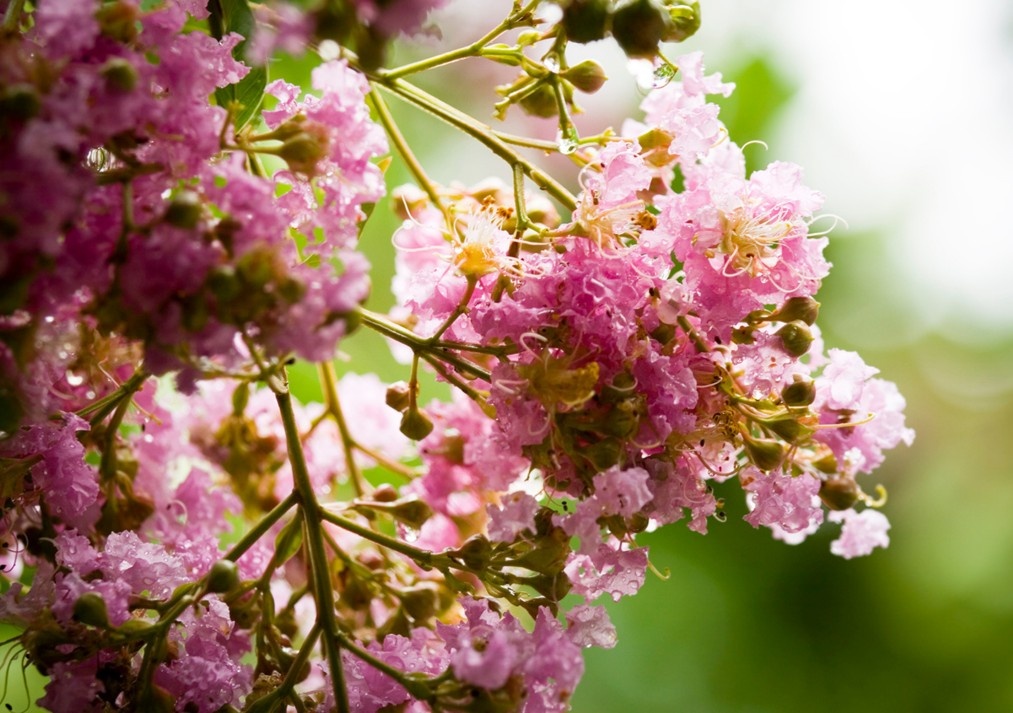 Crepe Myrtle 1