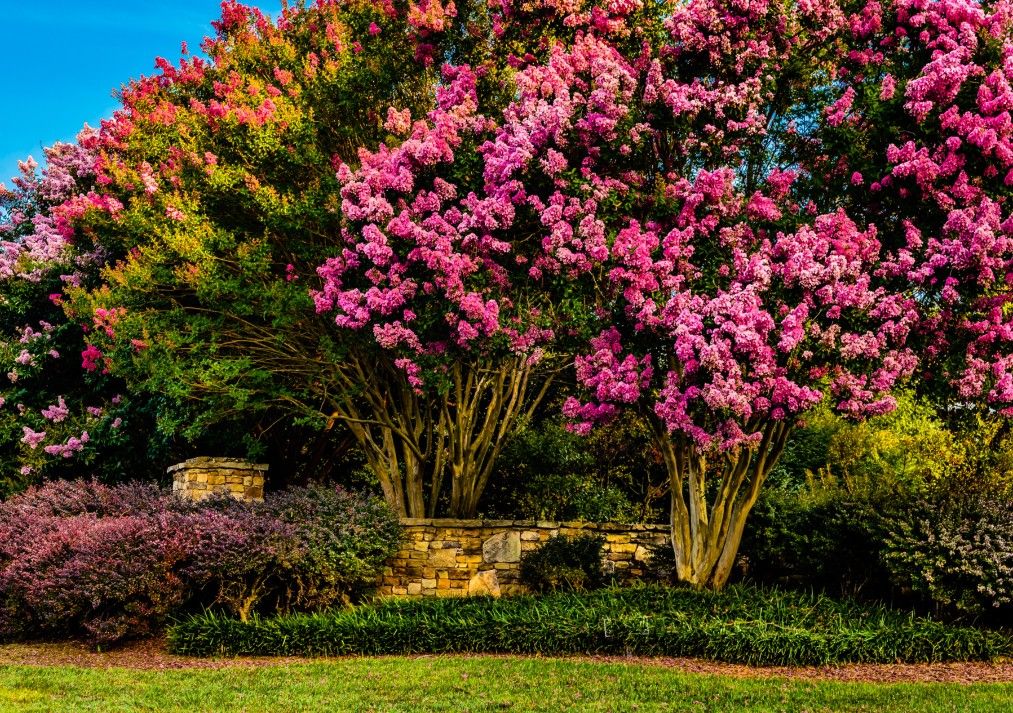 Crepe Myrtle 2