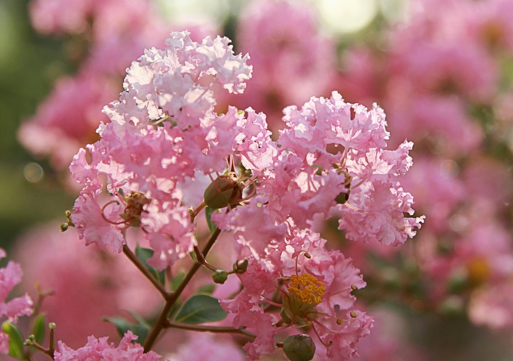 Crepe Myrtle 3