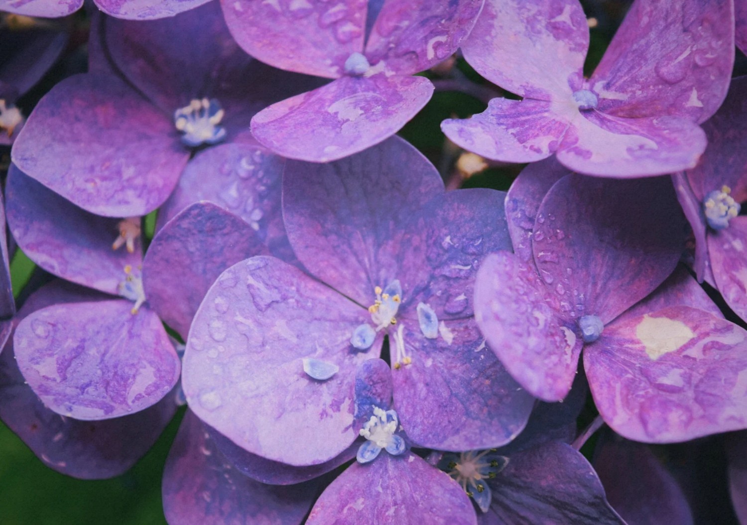 Closeup hydrangeas