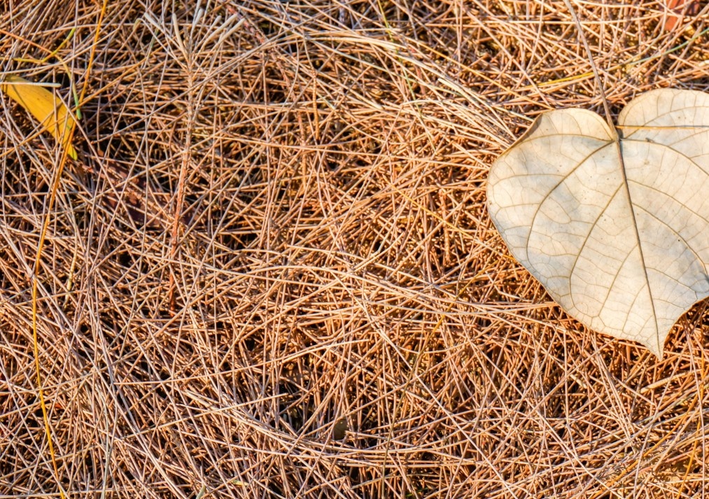 Pine Straw: Local & Down-to-Earth