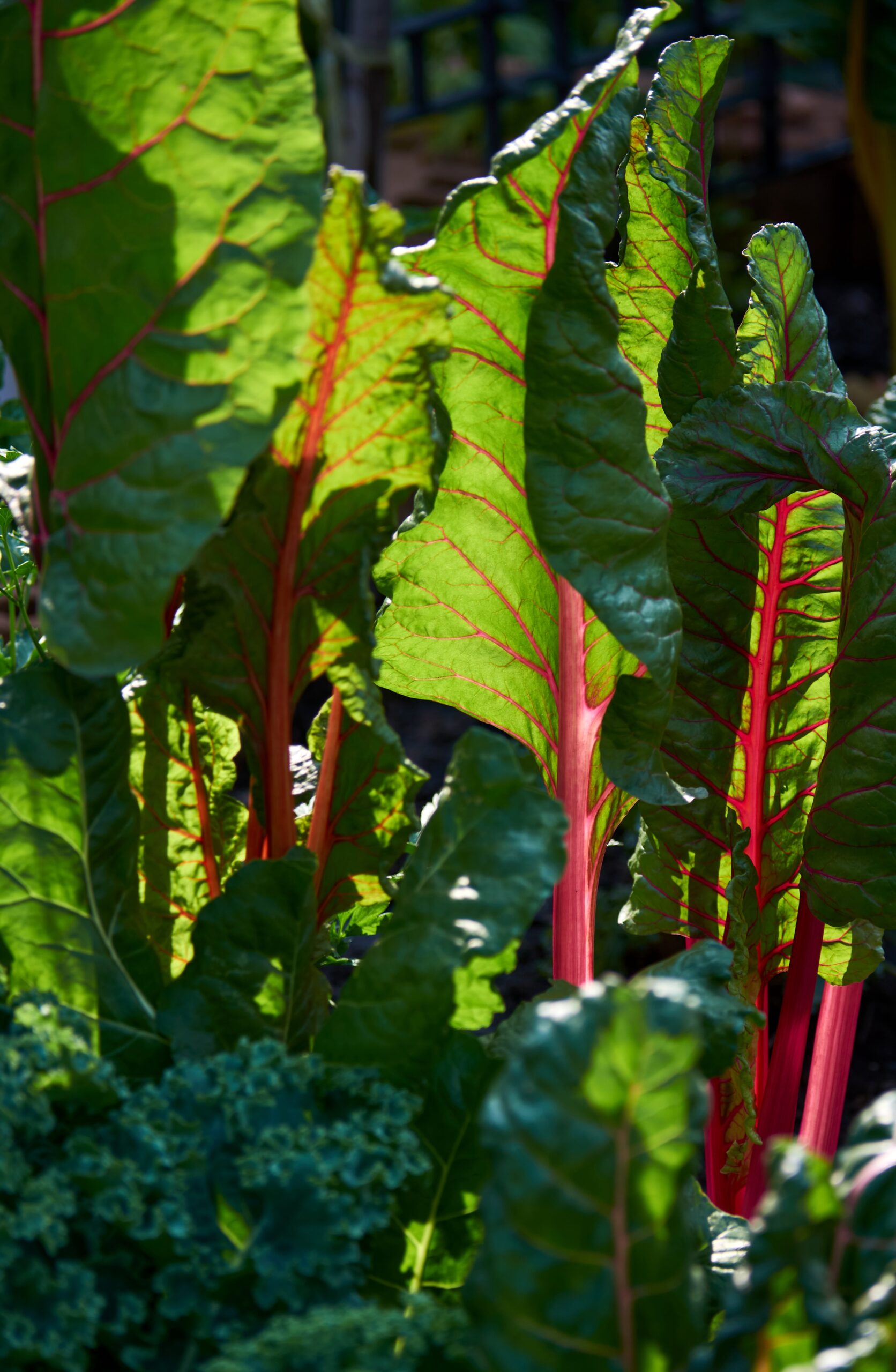 Swiss Chard