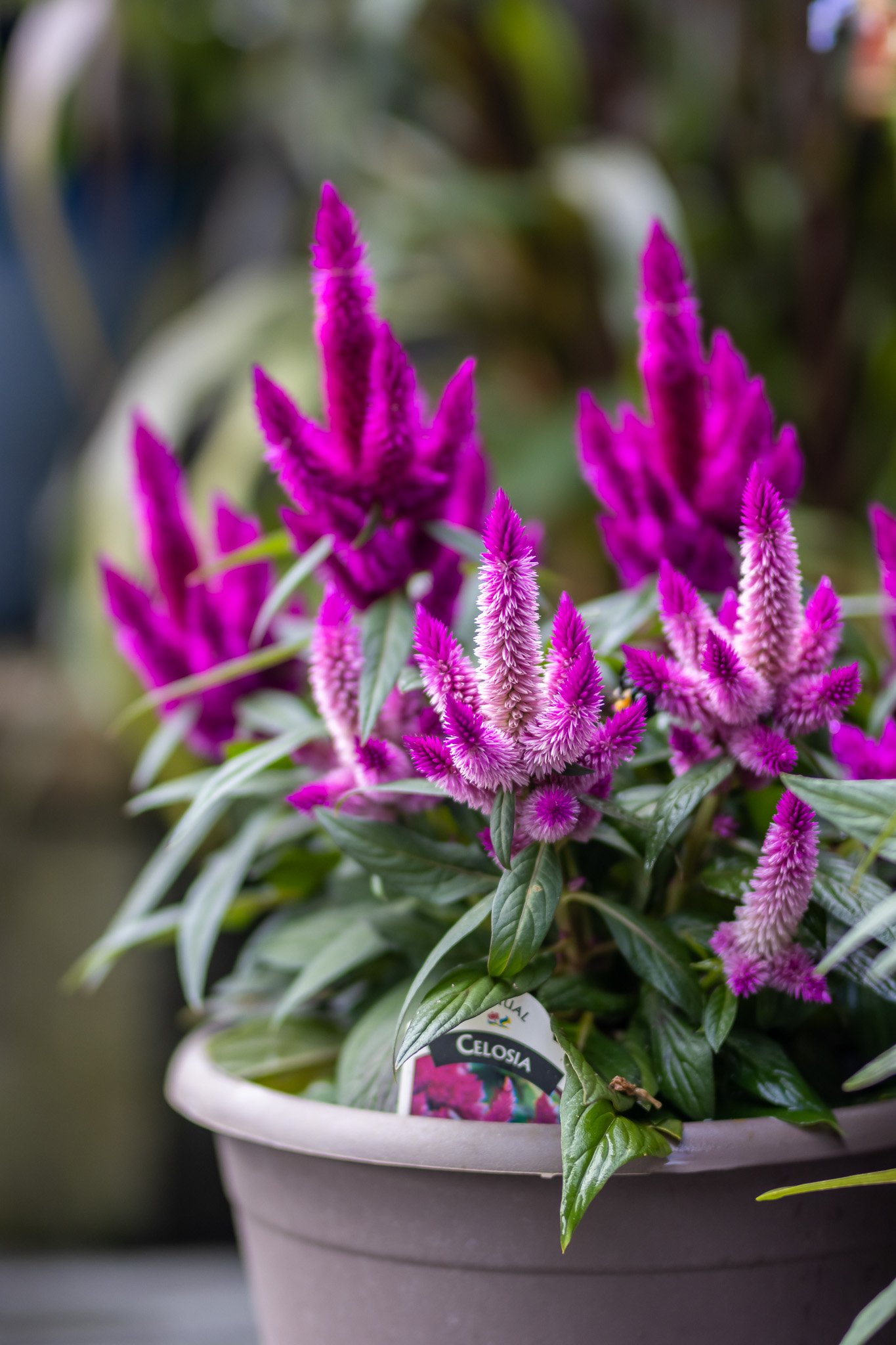 Celosia
