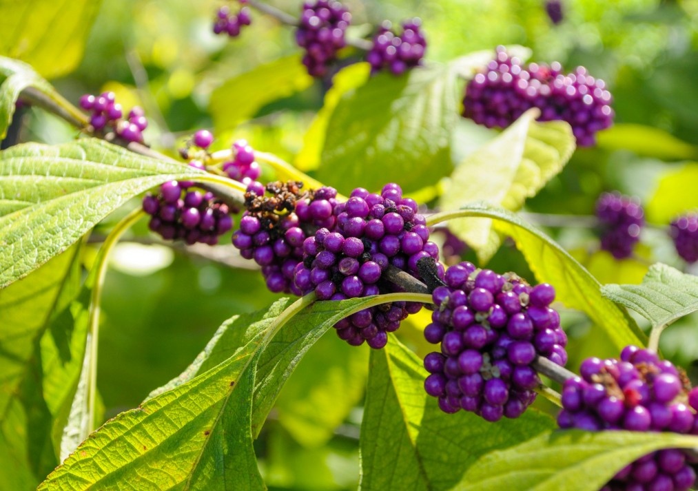 Beautyberry