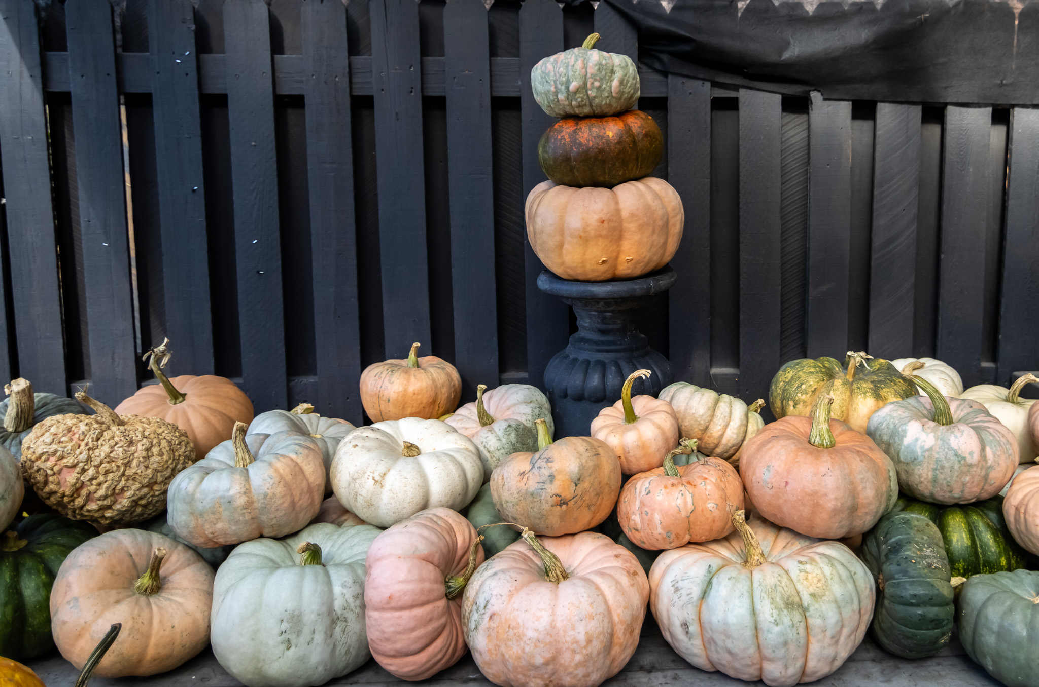 Heirloom pumpkins