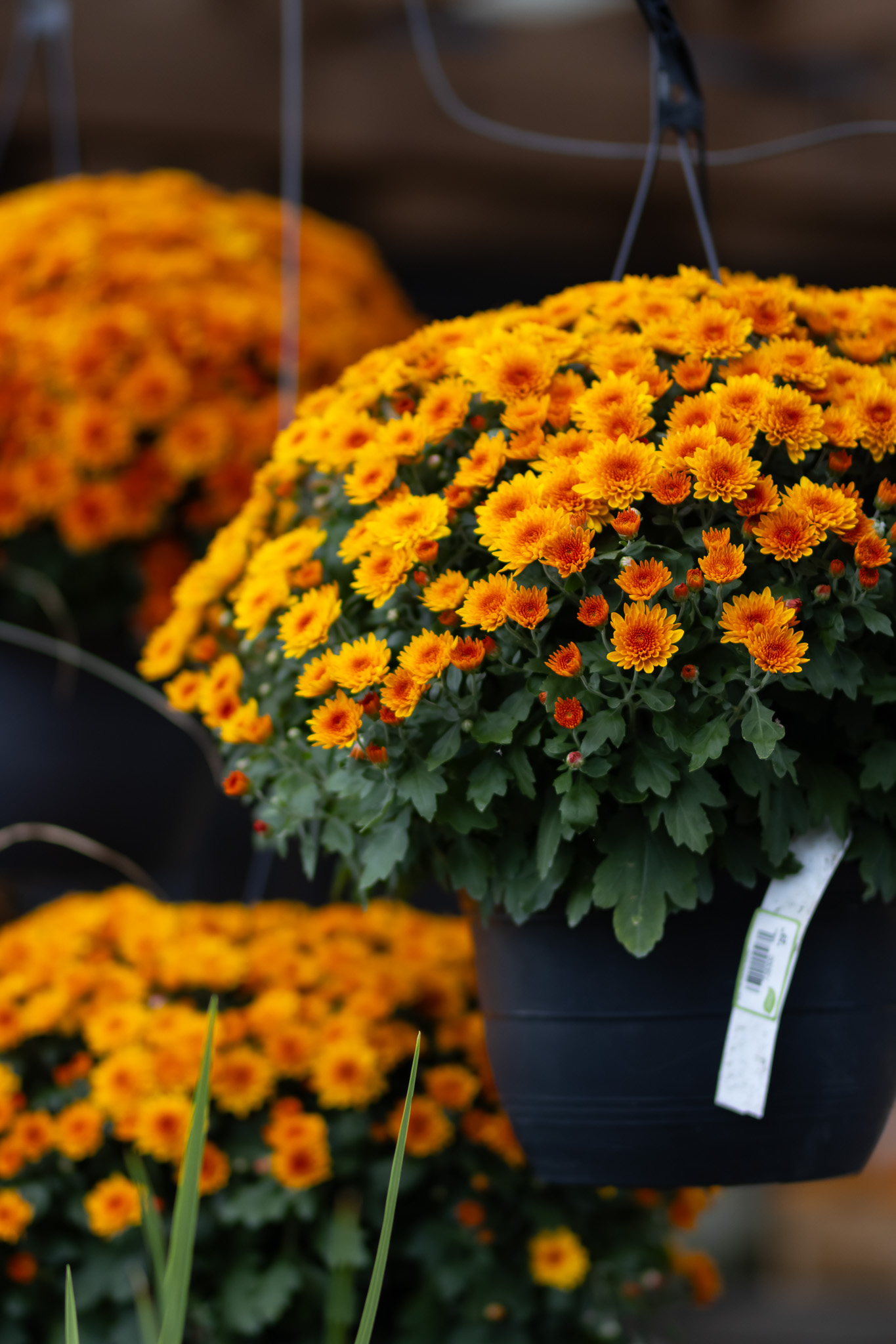 Plan Ahead for Next Year’s Design