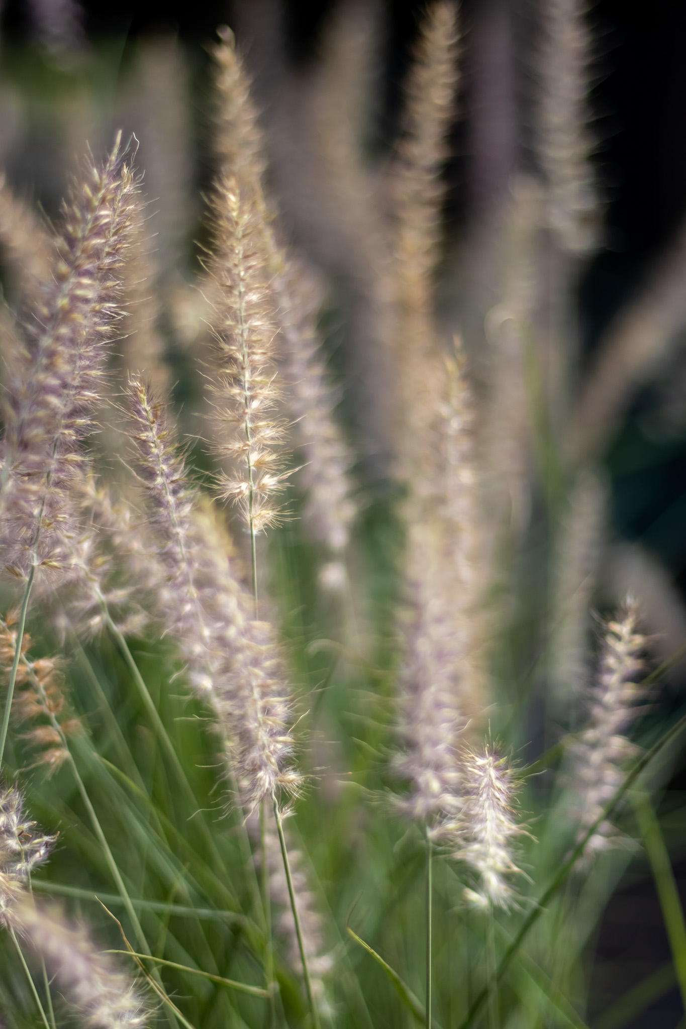 4. Ornamental Grasses (Miscanthus,&nbsp;Panicum, or&nbsp;Muhlenbergia)