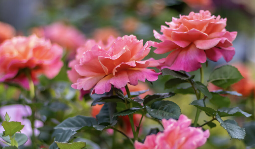 May Garden Planning Checklist