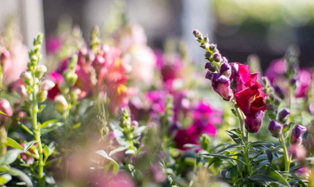 Snapdragons