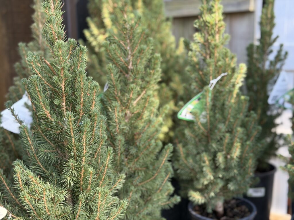 Alberta spruce close-up