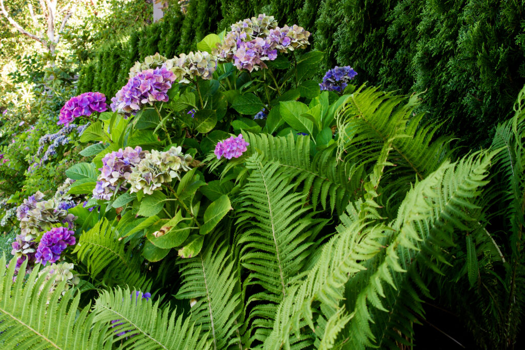 perennial ferns with hydrangeas
